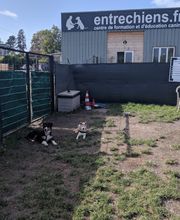 Entre Chiens image 1