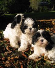 ELEVAGE D'YMAUVILLE image 8