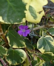 Borner Gartengestaltung GmbH Bild 9