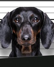 BAD DOG Hundeschule für Problemhunde Bild 3