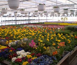 Eigenproduktion, Frühlingsblumen