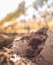 Vignobles Dubard image 6