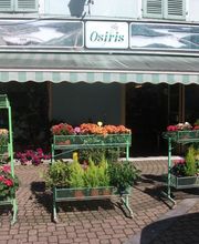 Osiris Fleurs image 4