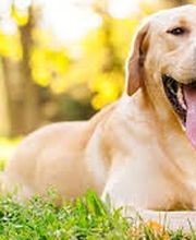 Chenil Kennels Stillwagon Bild 6