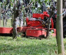 Bio Weingut Berghof Bild 4