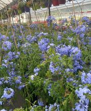 Bioflore Provence Pépinière & Horticulture image 7