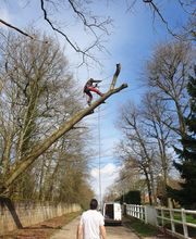 Chassagrande Elagage Fils image 3