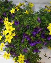 Bärtschi Blumen Pflanzen Floristik Bild 8