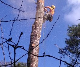 Arborista Baumdienst Baumpflege Baumfällung Baumarbeiten Bild 6