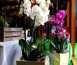 flores-ana-blancas-05.jpg