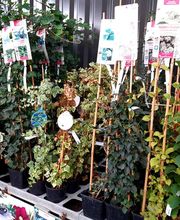 Jardinerie Delbard Le Puy en Velay image 12