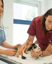 Tierarztpraxis Oppenheim Bild 8