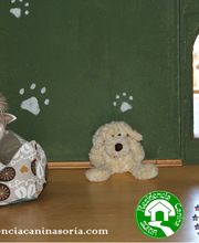 RESIDENCIA CANINA SORIA imagen 15