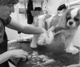 O'Prestige Canin image 3
