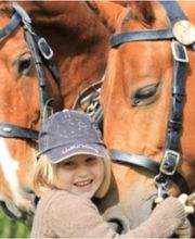 Fédération suisse du franches-montagnes (FSFM) Bild 2