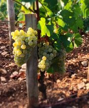 Boutique Louis LATOUR image 3