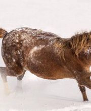 Equinus Sanitas Bild 17