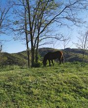 Ecole D'Equitation De Chazeron image 10