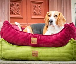 Bettenhaus Traumhund® Bild 7
