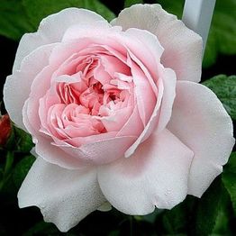 Jardinerie Champs Fleurs