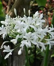 Pépinières Faucon image 9