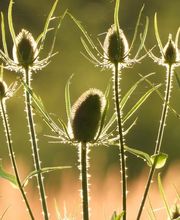 Peter Pfister AG Bild 9