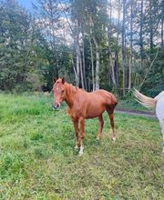 Cerdanya Eqüestre imagen 15