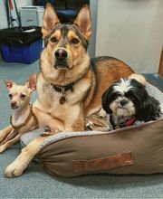 Santa Monica Pet Medical Center image 17