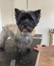 CHIC CANIN image 1