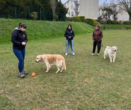 Dog & Picture image 3