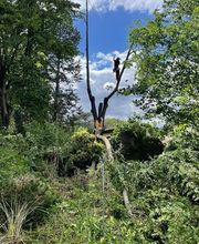 Haut Fil des branches image 16