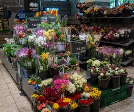 BLUMENABTEILUNG
Entdecken Sie unsere wunderschöne Blumeninsel: Hier finden Sie für jeden Anlass die passenden Pflanzen. Wir bieten Ihnen eine große Auswahl an Schnittblumen, Topfpflanzen und Orchideen.
Entdecken Sie auch Sämereien und wunderschöne Zimmerpflanzen, die Ihr Zuhause verschönern. Ob eine prachtvolle Rose für einen besonderen Anlass oder eine farbenfrohe Zimmerpflanze für Ihr Wohnzimmer: Hier werden Sie fündig. Unsere Blumen überzeugen durch ihre Frische und Schönheit.