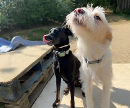 Hundezentrum Rhein-Main GbR Bild 9