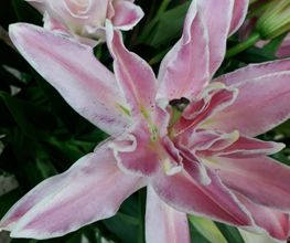 L´Orchidia image 4