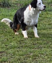 Agil'Canin 36 image 8