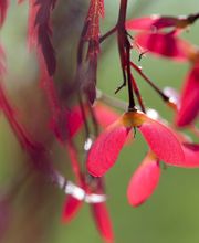 Garten & So Bild 8