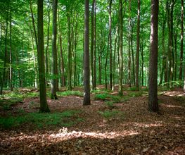 FriedWald Cloppenburg Bild 1