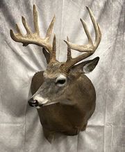Arrowed 1 Taxidermy image 13