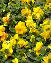 Bärtschi Blumen Pflanzen Floristik Bild 1