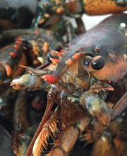 Fisch und Feinkost Kratschmer Bild 9