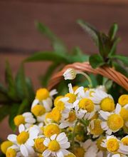 Blumenberg - Floristik - Gärten - Landschaften Bild 3