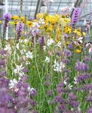 Lehmann Baumschulen AG Bild 3