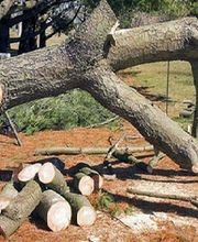 ECUREUIL ELAGAGE image 2