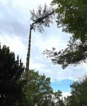 Jardins Arborés image 13