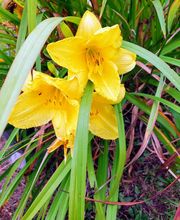 Kwiatkowski Funeral Home image 8