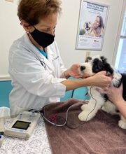 Short Pump Animal Hospital image 12