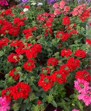 Galley fleurs Bild 2