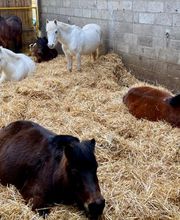 Centre Equestre De Serqueux image 3