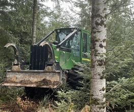 B Bois Forêts image 6