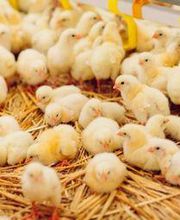 Pollo-cetificado-1.jpg
